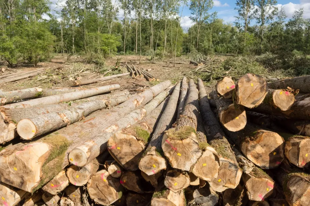 Vente et livraison de bois de chauffage